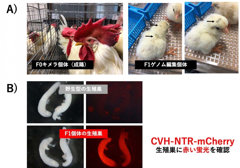 驚きの値段で 効率的なニワトリ新品種作出」と「始原生殖細胞の可視化」を可能 健康・医学